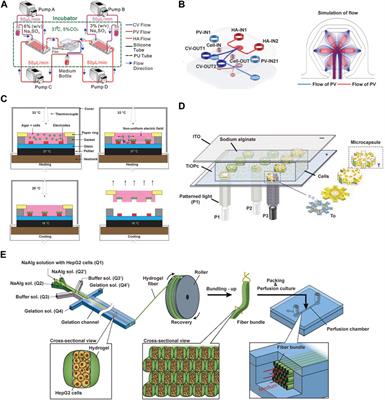 Microscale tissue engineering of liver lobule models: advancements and applications
